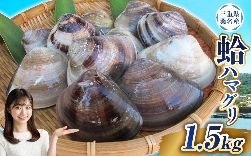  【指定日必須】 丸元水産 桑名産蛤 （ハマグリ） 1.5kg はまぐり 魚介 貝 魚貝 活はまぐり 焼きはま 海鮮 網焼き 酒蒸し お吸い物 パエリア パスタ 【2025年9月下旬から2026年6月下旬発送予定】 