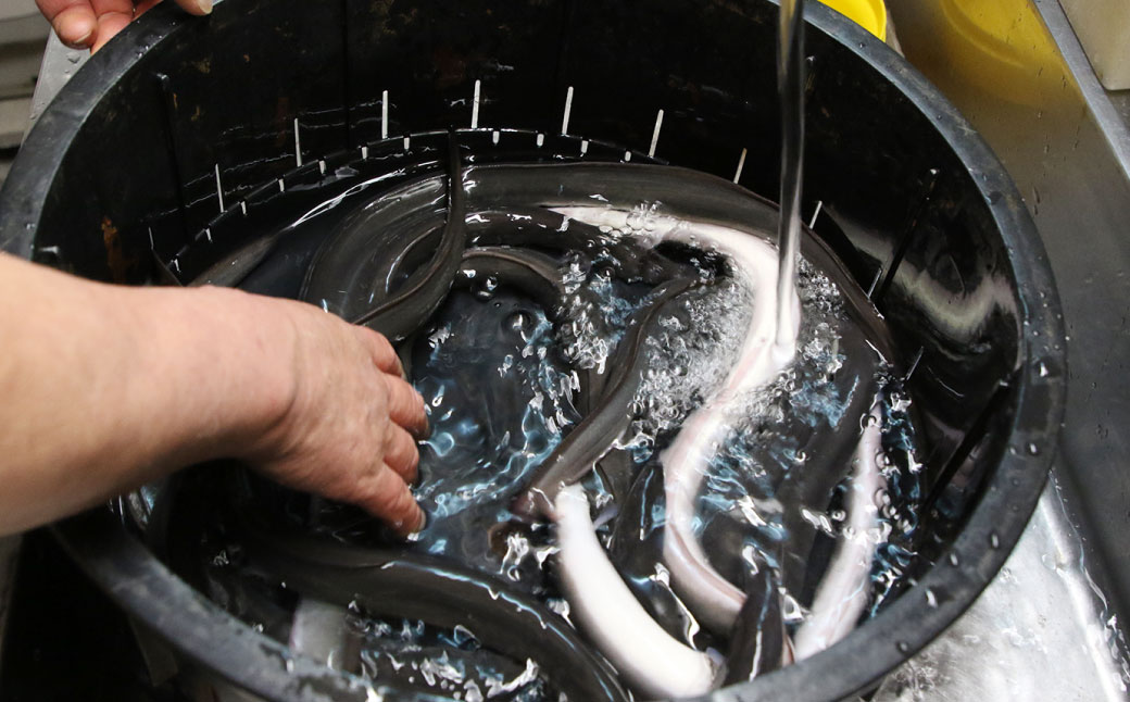 木曽三川ウナギの白焼 150g × 5尾 合計750g ／ うなぎ 鰻 ウナギ 国産 国産鰻 白焼 白焼き 土用の丑の日 丑の日 良質 老舗 冷凍 三重県 桑名市