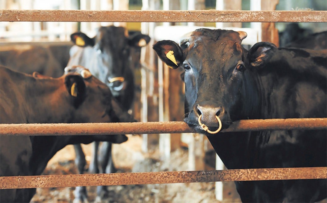 豁ヲ阯、迚ァ蝣エ逶エ螢イ蠎怜アア蝌 辟シ閧臥畑縺願i 邏1.2kgテ6蝗 蜷郁ィ7.2kgツ 縲仙キ阡オ 螳壽悄萓ソ6繝カ譛医 シ 迚幄i 辟シ縺崎i 螳壽悄萓ソ 荳蛾咲恁 譯大錐蟶