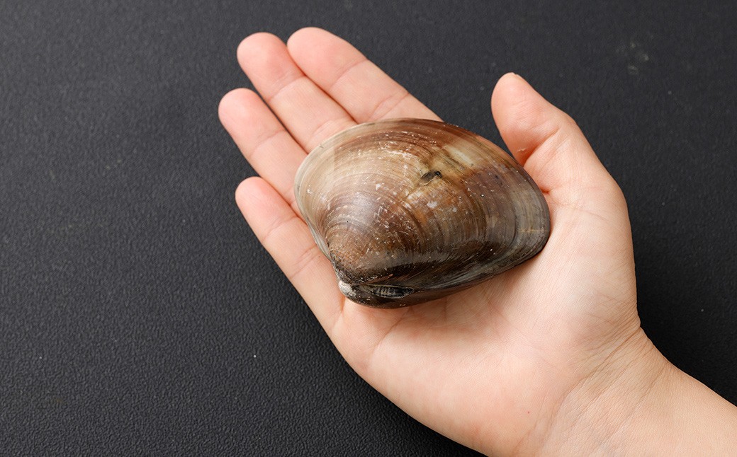 10年もの 桑名産 はまぐり 9粒入（ レトルト ） ハマグリ 蛤 貝 カイ 魚介 魚介類 海鮮 海の幸 常温