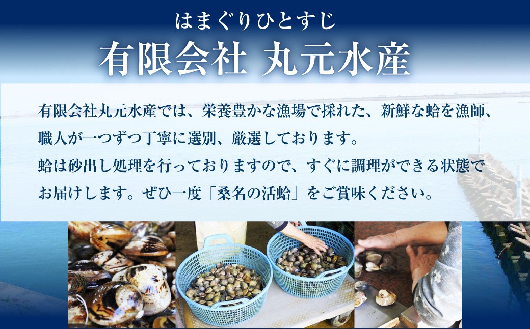  【指定日必須】 丸元水産 桑名産蛤 （ハマグリ） 1.5kg はまぐり 魚介 貝 魚貝 活はまぐり 焼きはま 海鮮 網焼き 酒蒸し お吸い物 パエリア パスタ 【2025年9月下旬から2026年6月下旬発送予定】 