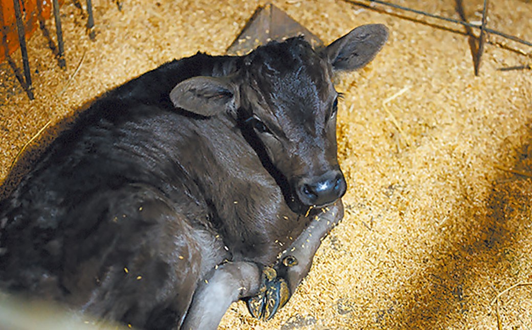 【冷凍】武藤牧場直売店山嘉【黒毛和牛】山嘉牛 すきやき 約1kg 冷凍 国産 牛肉 赤身 ロース モモ バラ ミックス 上質 贈答 ギフト おすすめ グルメ