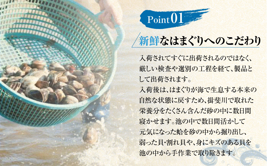 【指定日必須】マルヨシ水産　桑名産中粒天然蛤　3.3kg_はまぐり　ハマグリ　魚介　貝　魚貝　活はまぐり　焼きはま　海鮮　網焼き　酒蒸し　お吸い物　パエリア　パスタ