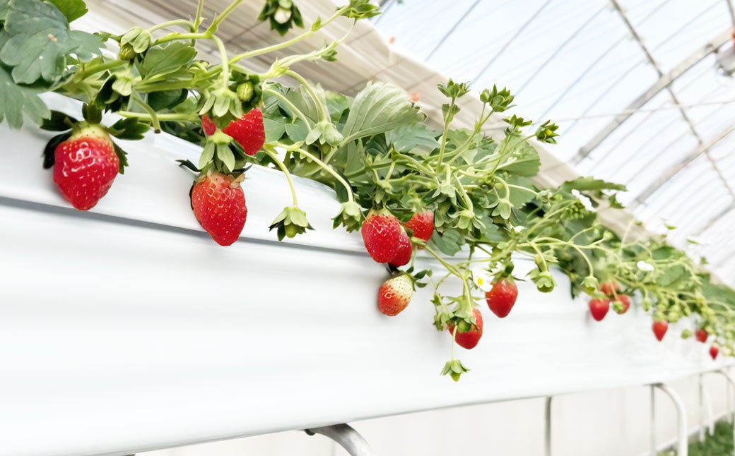 多度グリーンファーム いちご狩り体験 4名様 ／ 体験 経験 いちご狩り チョコレートファウンテン いちご イチゴ 苺