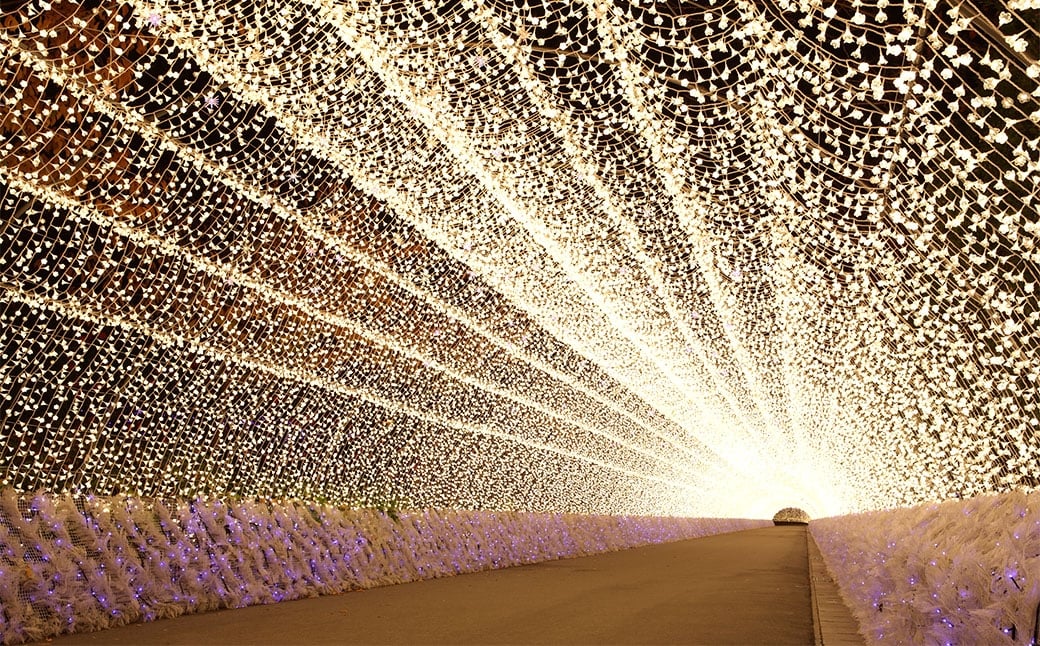 なばなの里 イルミネーション特別入村券 4名様分（ベゴニアガーデン入場券付）  ／ イルミネーション チケット イベント 入場券 券 利用券 夜 4人 4名 グループ 家族 【2026年4月下旬まで発送予定】