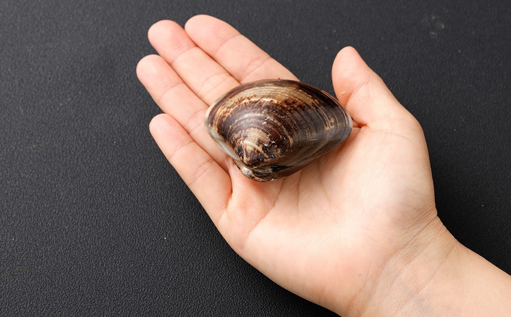 5年もの 桑名産 はまぐり 2粒×3個入 計6粒（ レトルト ） ハマグリ 蛤 貝 カイ 魚介 魚介類 海鮮 海の幸 常温