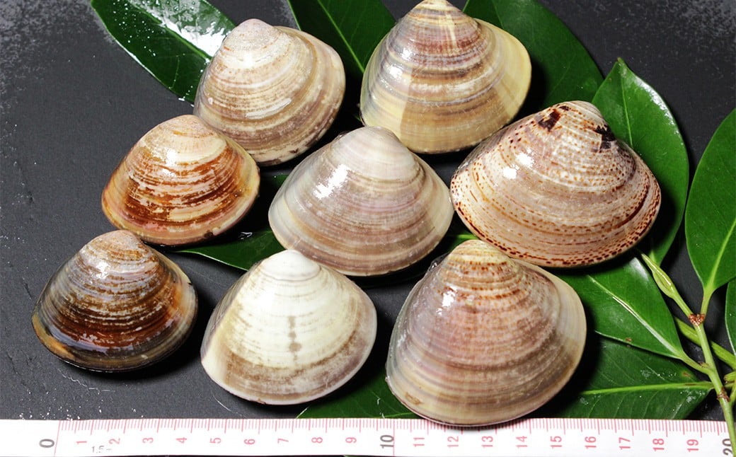 ãæå®æ¥å¿
é ã èé€ã¯ãŸãã 3幎ïœ6幎ãã® 5kg ããã°ãª è€ è² ã«ã€ éä» éä»é¡ æµ·é®® æµ·ã®å¹ž å·èµ