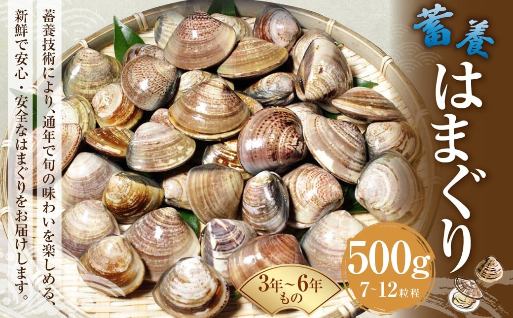 【指定日必須】 蓄養はまぐり 3年～6年もの 500g ハマグリ 蛤 貝 カイ 魚介 魚介類 海鮮 海の幸 冷蔵
