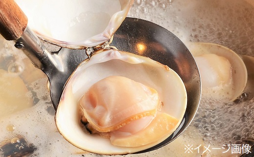 桑名はまぐり屋　蓄養はまぐり　3年〜6年もの　3kg_蛤　ハマグリ　魚介　貝　魚貝　活はまぐり　焼きはま　海鮮　網焼き　酒蒸し　お吸い物　パエリア　パスタ　bb02