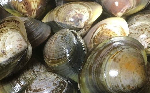 桑名はまぐり屋　蓄養はまぐり　3年〜6年もの　3kg_蛤　ハマグリ　魚介　貝　魚貝　活はまぐり　焼きはま　海鮮　網焼き　酒蒸し　お吸い物　パエリア　パスタ　bb02