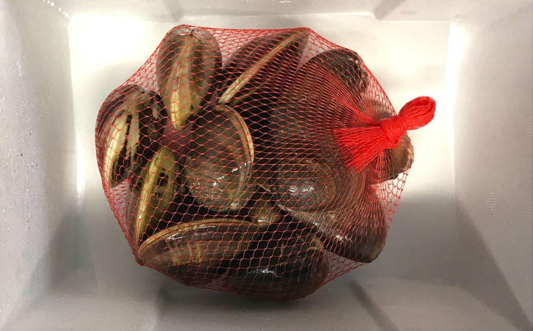 【指定日必須】 丸元水産 桑名産蛤 （ハマグリ） 2.2kg はまぐり 魚介 貝 魚貝 活はまぐり 焼きはま 海鮮 網焼き 酒蒸し お吸い物 パエリア パスタ 【2025年9月下旬から2026年6月下旬発送予定】 023-0004x1