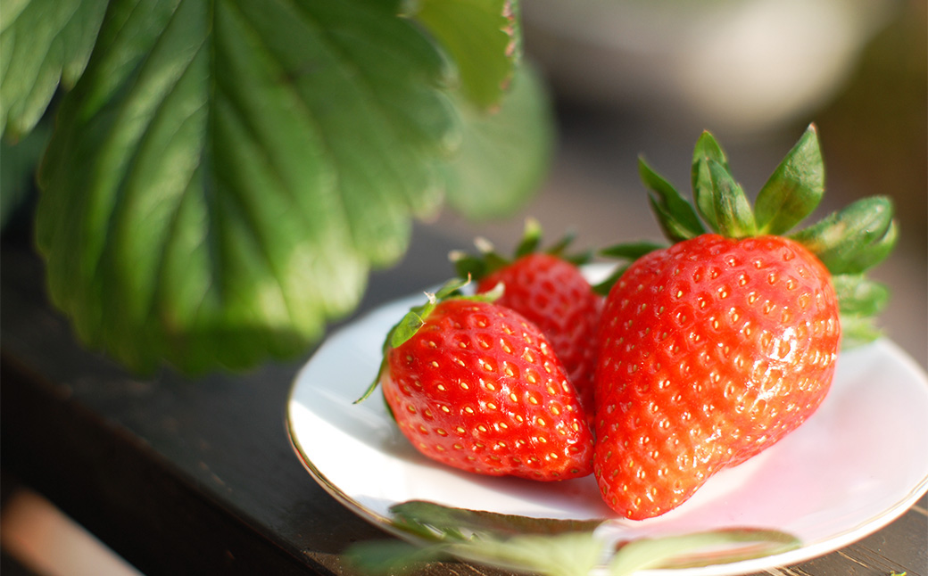 のらくら農園の新鮮いちご・たっぷりセット 合計1500g （250g×6パック） 【指定日必須】 【2026年3月上旬～3月下旬迄発送予定】 ／ いちご イチゴ 苺 章姫 パック 果物 くだもの フルーツ 大容量 冷蔵 三重県 桑名市