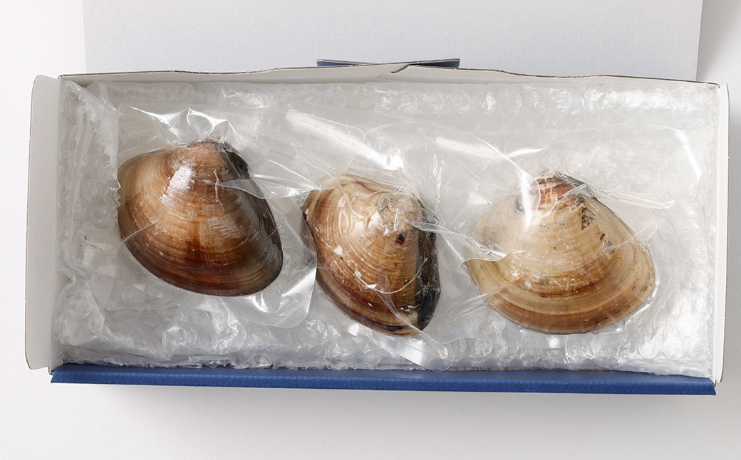 10年もの 桑名産 はまぐり 9粒入（ レトルト ） ハマグリ 蛤 貝 カイ 魚介 魚介類 海鮮 海の幸 常温