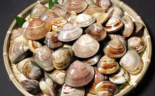 桑名はまぐり屋　蓄養はまぐり　3年〜6年もの　3kg_蛤　ハマグリ　魚介　貝　魚貝　活はまぐり　焼きはま　海鮮　網焼き　酒蒸し　お吸い物　パエリア　パスタ　bb02