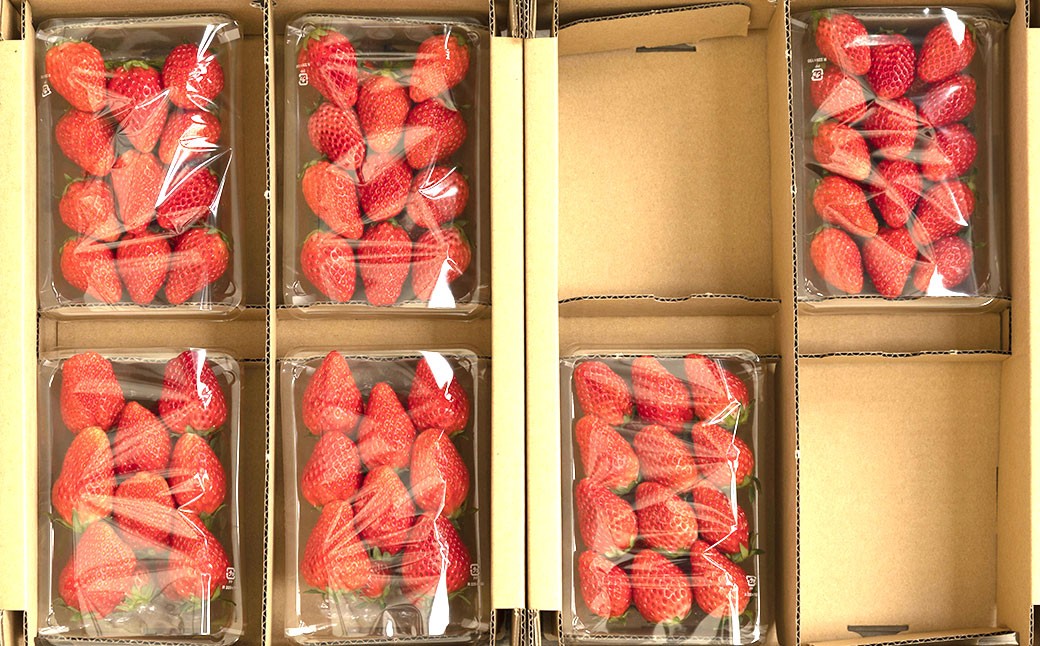 のらくら農園の新鮮いちご・たっぷりセット 合計1500g （250g×6パック） 【指定日必須】 【2026年3月上旬～3月下旬迄発送予定】 ／ いちご イチゴ 苺 章姫 パック 果物 くだもの フルーツ 大容量 冷蔵 三重県 桑名市