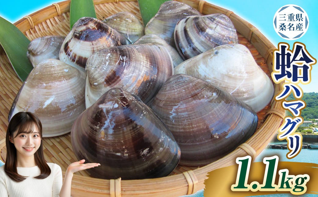 【指定日必須】 丸元水産 桑名産蛤 （ハマグリ） 1.1kg はまぐり 魚介 貝 魚貝 活はまぐり 焼きはま 海鮮 網焼き 酒蒸し お吸い物 パエリア パスタ 【2025年9月下旬から2026年6月下旬発送予定】
