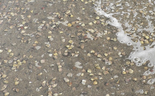 桑名はまぐり屋　蓄養はまぐり　3年〜6年もの　3kg_蛤　ハマグリ　魚介　貝　魚貝　活はまぐり　焼きはま　海鮮　網焼き　酒蒸し　お吸い物　パエリア　パスタ　bb02