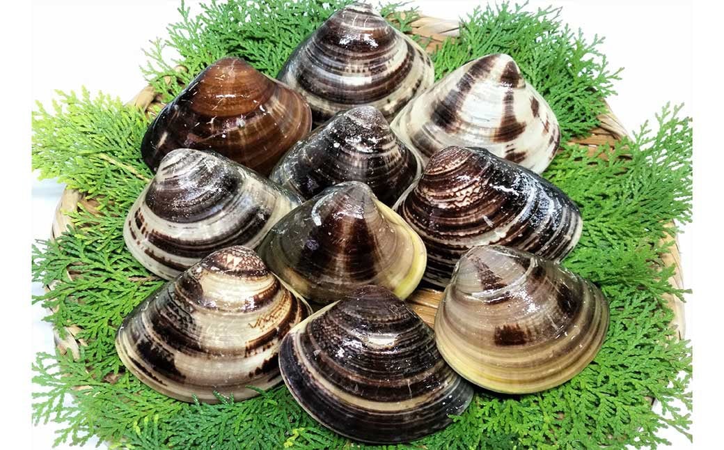 【指定日必須】【特大】 丸元水産 桑名産蛤（ハマグリ） 5.0kg はまぐり 蛤 天然蛤 砂出し済 【2025年9月下旬から2026年6月下旬発送予定】 023-0034