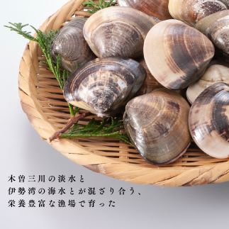 丸元水産　桑名産蛤(ハマグリ)1.2kg_はまぐり　魚介　貝　魚貝　活はまぐり　焼きはま　海鮮　網焼き　酒蒸し　お吸い物　パエリア　パスタ　m_83