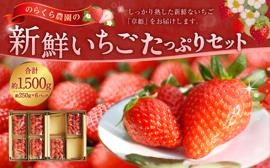 のらくら農園の新鮮いちご・たっぷりセット 合計1500g （250g×6パック） 【指定日必須】 【2026年3月上旬～3月下旬迄発送予定】 ／ いちご イチゴ 苺 章姫 パック 果物 くだもの フルーツ 大容量 冷蔵 三重県 桑名市