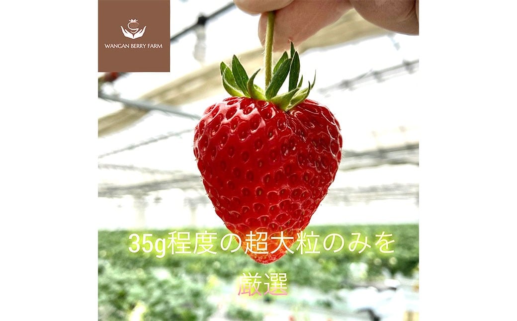 【先行予約】 完熟 プレミアム いちご 「 グランベリー 」 品種： よつぼし 1パック （約315g×1パック） ／ 苺 イチゴ ストロベリー ベリー 果物 青果物 フルーツ ギフト 贈答 大粒 【2026年1月上旬～3月上旬迄発送予定】