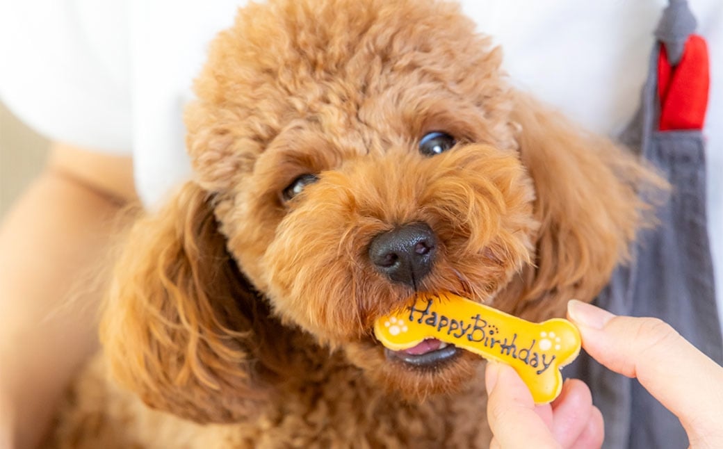 愛犬用 オーダークッキー缶 犬用クッキー 犬用 ペット用 お菓子 菓子 焼き菓子 洋菓子 愛犬 犬 ワンちゃん オーダー クッキー デザート スイーツ 冷凍 dog ドッグ 無添加