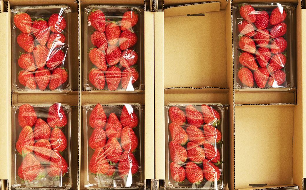 のらくら農園の新鮮いちご・たっぷりセット 合計1500g （250g×6パック） 【指定日必須】 【2026年3月上旬～3月下旬迄発送予定】 ／ いちご イチゴ 苺 章姫 パック 果物 くだもの フルーツ 大容量 冷蔵 三重県 桑名市