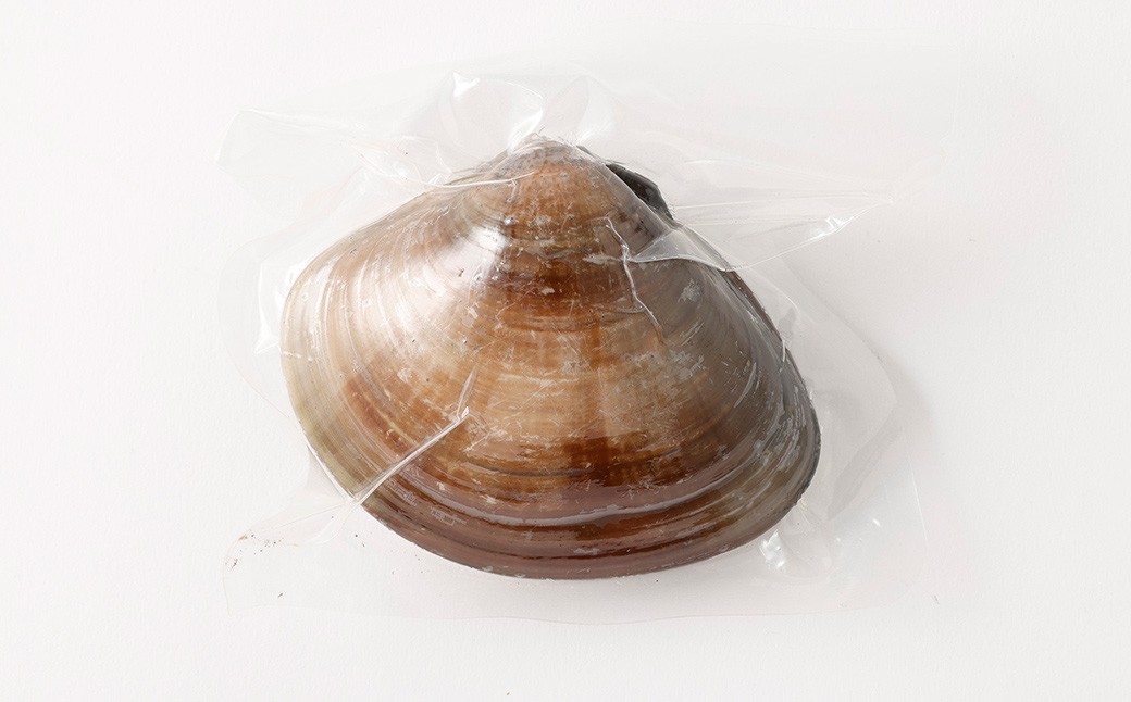 10年もの 桑名産 はまぐり 9粒入（ レトルト ） ハマグリ 蛤 貝 カイ 魚介 魚介類 海鮮 海の幸 常温