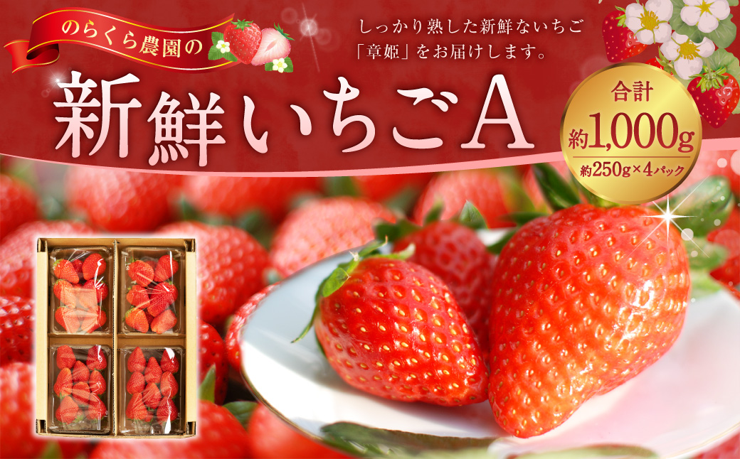 のらくら農園の新鮮いちごA 合計1000g （250g×4パック） 【指定日必須】 【2026年2月下旬迄発送予定】 ／ いちご イチゴ 苺 章姫 パック 果物 くだもの フルーツ 冷蔵 三重県 桑名市