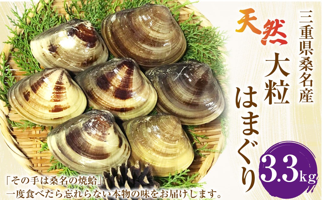 【指定日必須】マルヨシ水産 桑名産大粒天然蛤 3.3kg_はまぐり ハマグリ 魚介 貝 魚貝 活はまぐり 焼きはま 海鮮 網焼き 酒蒸し お吸い物 パエリア パスタ