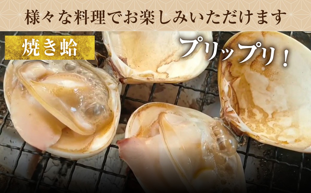  【指定日必須】 丸元水産 桑名産蛤 （ハマグリ） 1.5kg はまぐり 魚介 貝 魚貝 活はまぐり 焼きはま 海鮮 網焼き 酒蒸し お吸い物 パエリア パスタ 【2025年9月下旬から2026年6月下旬発送予定】 