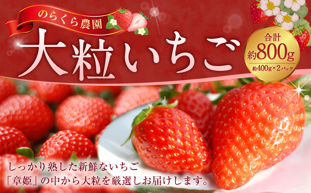 のらくら農園 大粒いちご 合計800g （400g×2ケース） 【指定日必須】 【2026年1月下旬～3月下旬迄発送予定】 ／ いちご イチゴ 苺 章姫 パック 果物 くだもの フルーツ 大粒 冷蔵 三重県 桑名市
