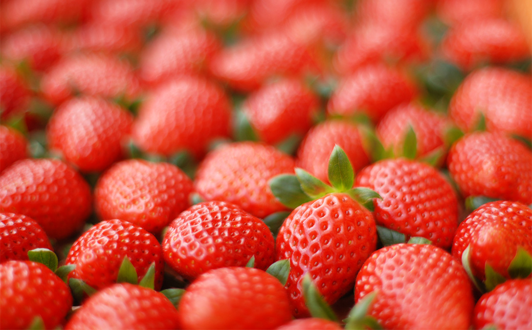 のらくら農園の新鮮いちご・たっぷりセット 合計1500g （250g×6パック） 【指定日必須】 【2026年3月上旬～3月下旬迄発送予定】 ／ いちご イチゴ 苺 章姫 パック 果物 くだもの フルーツ 大容量 冷蔵 三重県 桑名市