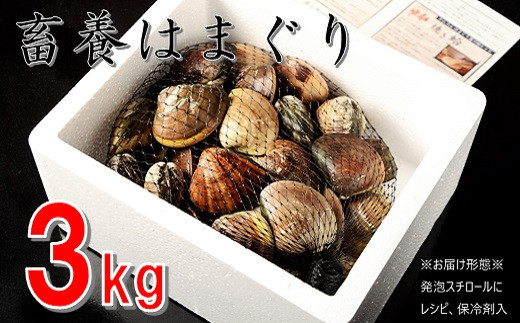 桑名はまぐり屋 蓄養はまぐり 3年～6年もの 3kg_蛤 ハマグリ 魚介 貝 魚貝 活はまぐり 焼きはま 海鮮 網焼き 酒蒸し お吸い物 パエリア パスタ 焼きはまぐり 焼き蛤 bb02