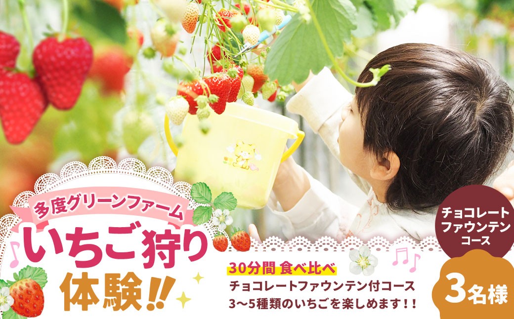多度グリーンファーム いちご狩り体験 3名様 ／ 体験 経験 いちご狩り チョコレートファウンテン いちご イチゴ 苺