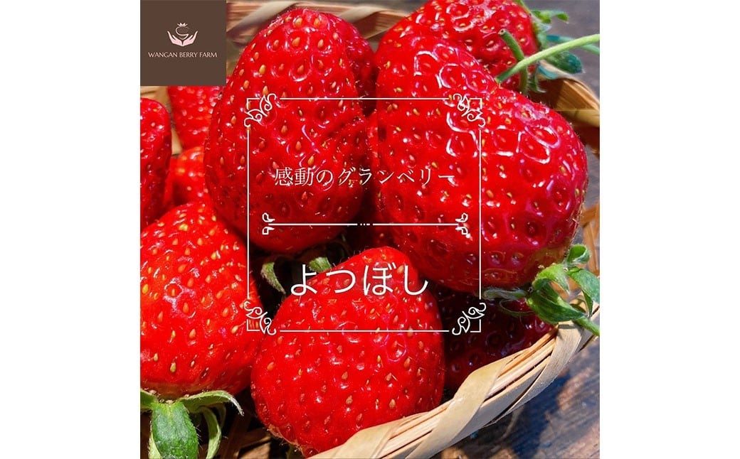 【先行予約】 完熟 プレミアム いちご 「 グランベリー 」 品種： よつぼし ＆ ほしうらら 各1パック 計2パック （約315g×2パック 計約630g） ／ 苺 イチゴ ストロベリー ベリー 果物 青果物 フルーツ ギフト 贈答 大粒 【2026年1月上旬～3月上旬迄発送予定】