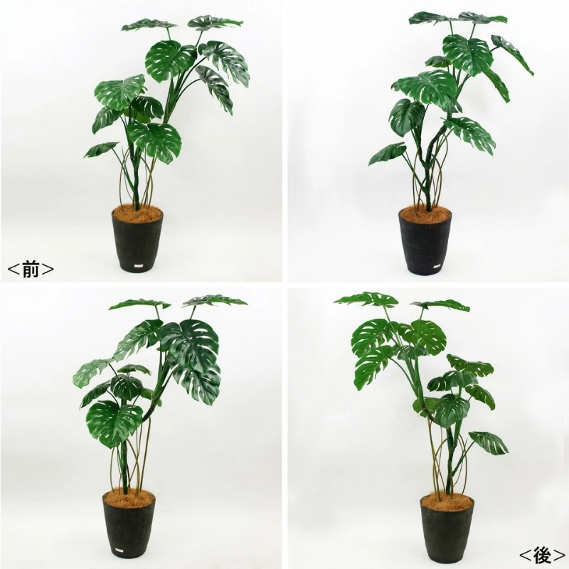 アートフラワー エミリオ・ロバ モンステラ(根付き）TUTTA06750