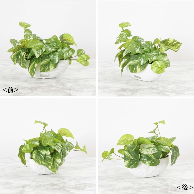 アートフラワー エミリオ・ロバ ポトスS TTTTA-04070