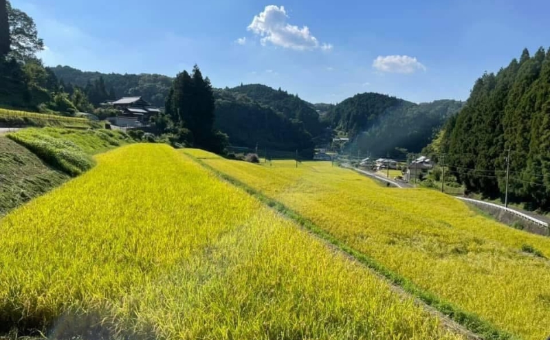 米麹ãåœæŽ¥ã¿ã3çš®ã»ãããçœãé»ãé倧è±ãšãç±³ã»ãã ã³ã·ãã«ãª 3幎é£ç¶ ç¹A ç±³ ããã²ãã ã飯 ãã¯ã çœç±³ 粟米 äžéç å匵åž