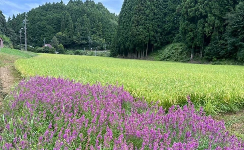 蜈郁。瑚イゥ螢イシ∽サ、蜥8蟷エ蠎ヲ逕」縲莨願ウ逕」繧ウ繧キ繝偵き繝ェ縲讌オ荳翫邂ク縺イ縺九j(邊セ邀ウ逵溽ゥコ繝代ャ繧ッ)900ステ3陲 繧ウ繧キ繝偵き繝ェ 3蟷エ騾」邯 迚ケA 邀ウ 縺薙@縺イ縺九j 縺秘」ッ 縺斐ッ繧 逋ス邀ウ 邊セ邀ウ 荳蛾咲恁 蜷榊シオ蟶