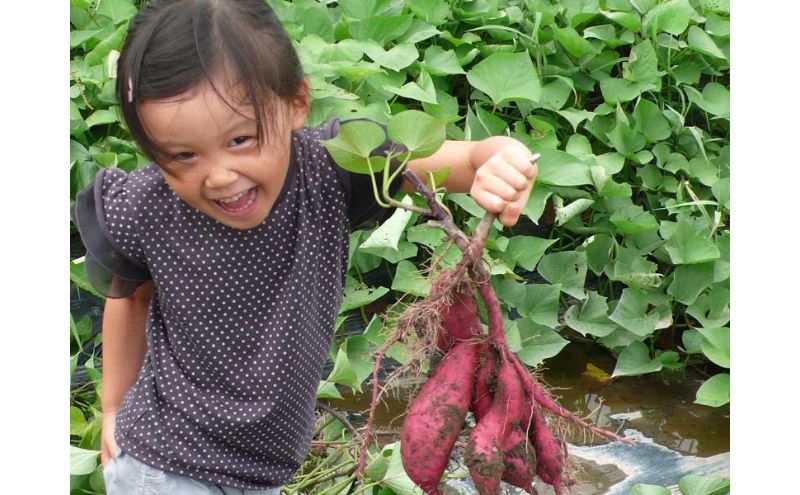繧ス槭ス槭∪繧九@縺縺ョ蟷イ縺繧3陲具シ亥ョ臥エ崎葛シ