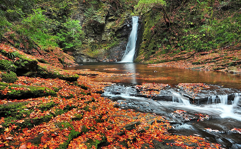 【光と水の幻想体験】滝あかりライトアップも楽しめる、赤目四十八滝招待券（2名様）| チケット 券 お出かけ ライトアップ 体験