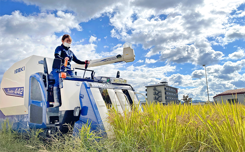 3姉妹が育てたお米　令和7年産　伊賀米コシヒカリ 10kg　3年連続 特A 米 こしひかり ご飯 ごはん 白米 精米 三重県 名張市