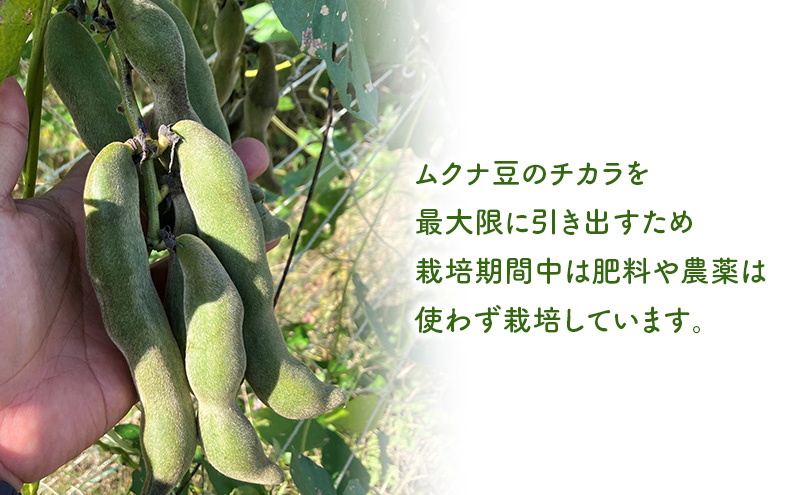 野生の目覚め～焙煎ムクナ豆パウダー～