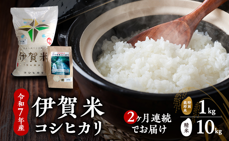 ã粟米ã什å7幎ç£ãäŒè³ç±³ã³ã·ãã«ãªã10kg+ç¹å¥ç±³1kgïŒïŒã¶æé£ç¶ïŒããç±³ ç±³ çœç±³ ããã²ãã ãã¯ã äžéç å匵åž