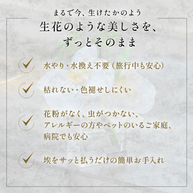エミリオロバ　ファレノプシス4点セット