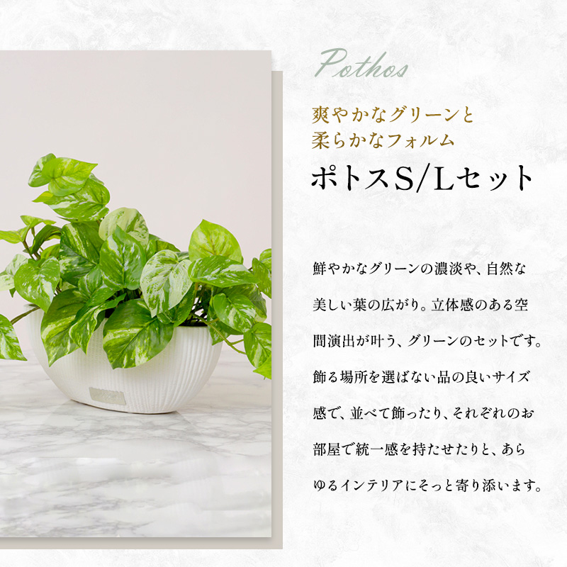 エミリオロバ　卓上プランツＡセット