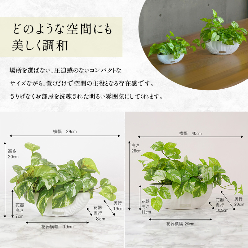 エミリオロバ　卓上プランツＡセット