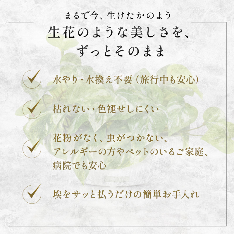 エミリオロバ　卓上プランツセットＣ