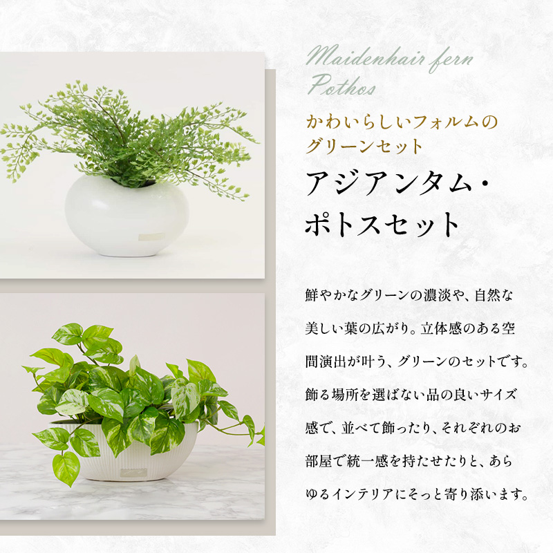 エミリオロバ　卓上プランツセットＣ